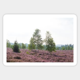 Heathland, morning mist, heather bloom, Niederhaverbeck Sticker